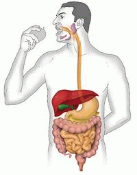 durata digestione, mangiare bere, corpo umano