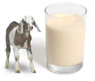 latte-capra.jpg